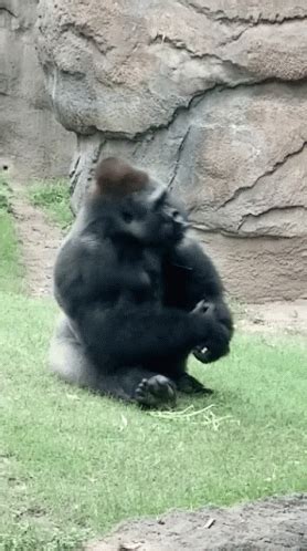 gorilla sex gif|Gorilla Fucked Gifs .